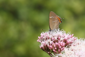 A white letter hairstreak butterfly resting on a pink flower