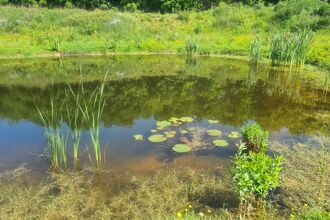 image of a pond with lily pads