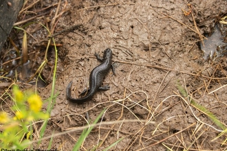 great crested newt by janet packham