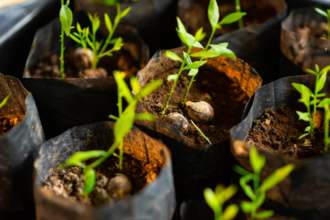 Potted plants in peat-free soil.