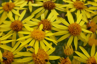 A closeup of ragwort