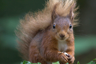 Red Squirrel