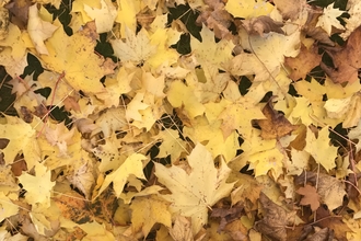 Autumn Leaves
