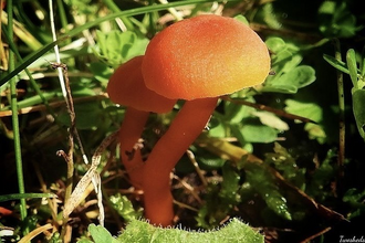two scarlet waxcaps in grass