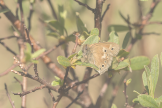 #votenature butterfly at heysham moss