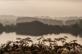 Misty Brockholes