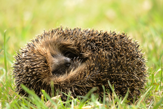 Curled up hedgehog in the grass