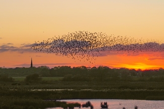 Murmuration's