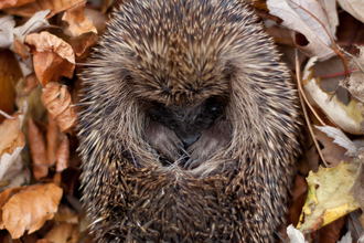 Hedgehog curled up in Autumn leaves 