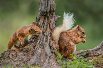 Two red squirrels, one eating nuts and the other peeking around the tree trunk