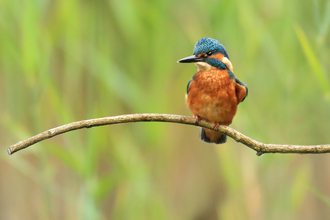 A kingfisher sits on a branch