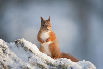 Red squirrel in the snow sat up in the snow