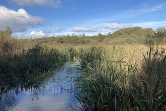 Reed beds on the wetlands at Heysham Nature Reserve