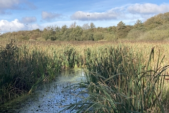 Reed beds on the wetlands at Heysham Nature Reserve by Alan Wright