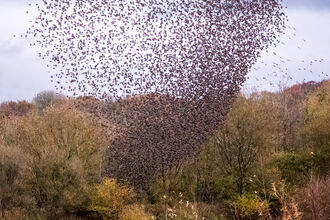 Murmuration at Brockholes by Trevor Southward