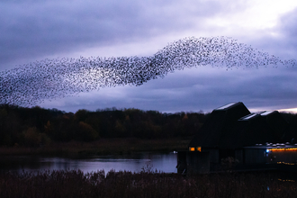 A starling murmuration over the reflection of a river