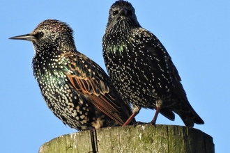 Starlings by Dave Steel