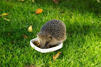 A hedgehog feeding