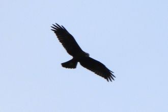 Marsh harrier by Dave Steel