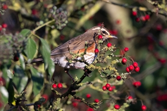Redwing at Brockholes by Craig Smith