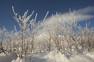Winter Mark Hamblin/2020VISION