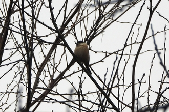 Willow tit by Dave Steel