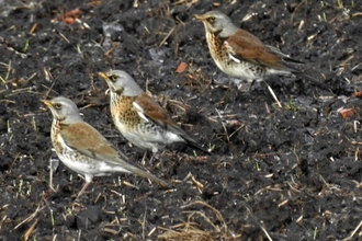 Fieldfare by Dave Steel