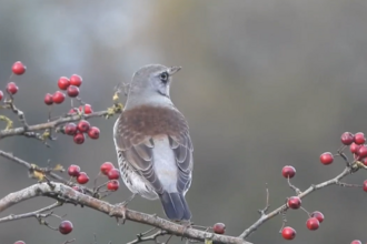 Fieldfare by Dave Steel