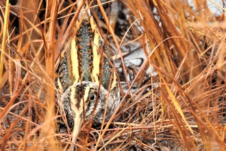 Jack snipe by Dave Steel