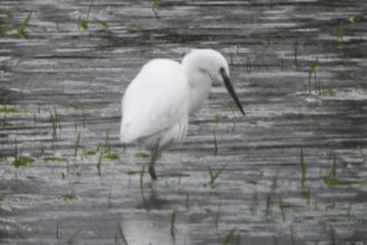 Little egret on Little Woolden Moss by Dave Steel