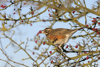 Redwing enjoying berries by Chris Gomersall/2020VISION