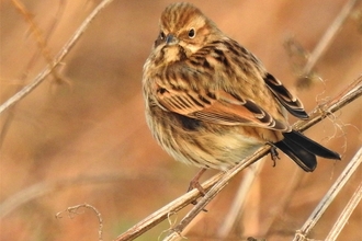 Reed bunting by Dave Steel