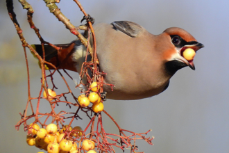 Waxwings in Todmorden Jen Coates