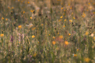 Eades Meadow Andy Bartlett 