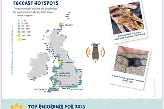 Report from The Shark Trust - accessible version here: https://issuu.com/sharktrust/docs/2023_yearly_summary_final?fr=xKAE9_zU1NQ