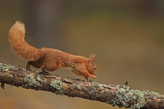Red Squirrel