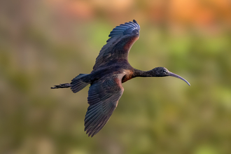 Glossy Ibis titled 'Purple Delight'