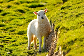 Steve Waterhouse Lamb 
