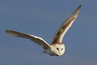 A barn owl against a blue sky at Lunt Meadows. Image by Kevin Hall