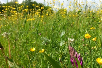 Golborne wildflower meadow