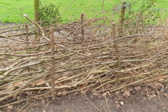 Hedge that has been laid