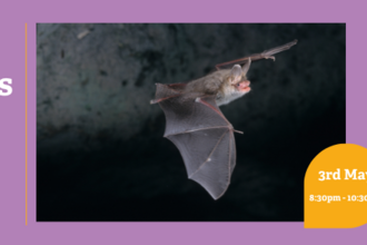 Image of a bat flying, title Lunt Meadows Bat Walk & Talk