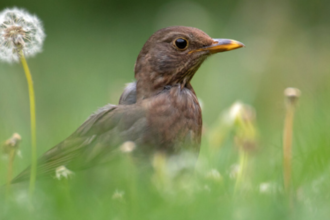 A blackbird sits in a lawn surrounded by dandelions