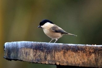 Willow Tit by Adam Jones