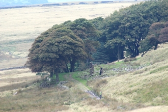 Woodland on WPM
