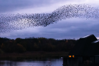 A spectacular starling murmuration at Brockholes