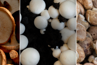 A range of supermarket mushrooms.