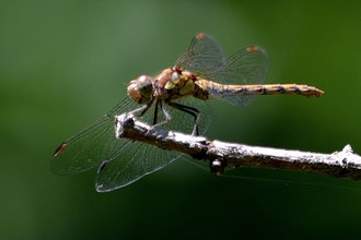 Dragonfly