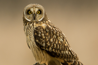Short Eared Owl 