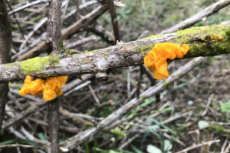 Witch's butter fungi on a branch